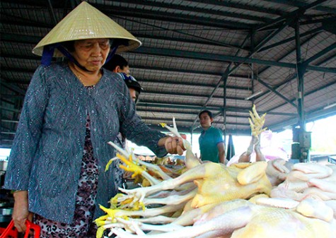 Chủ động phòng chống dịch cúm gia cầm