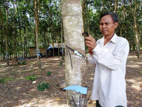 Phú Giáo: Nông nghiệp duy trì đà tăng trưởng ổn định