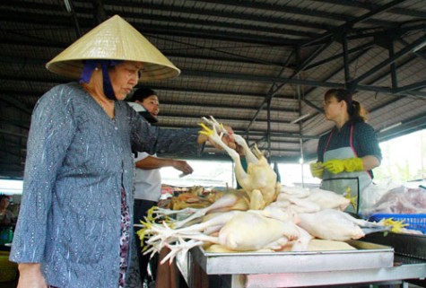 Chủ động phòng chống bệnh cúm gia cầm lây sang người