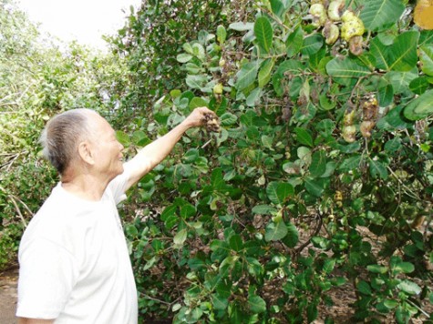 Mưa trái mùa xảy ra liên tiếp: Người trồng điều thất thu nặng