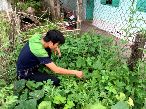 Nở rộ “canh tác” rau tại nhà