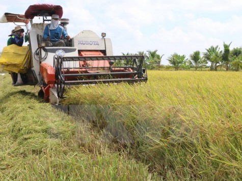 Phát động cuộc thi sáng tác logo thương hiệu quốc gia gạo Việt Nam