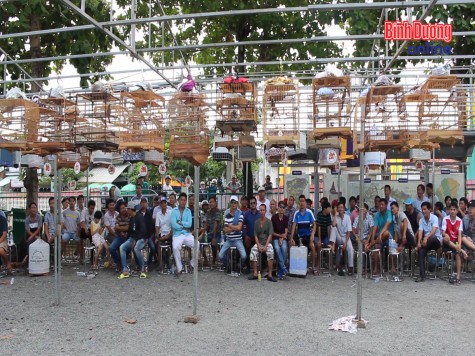 Hội thi Tiếng hót chim chào mào TX.Thuận An lần III