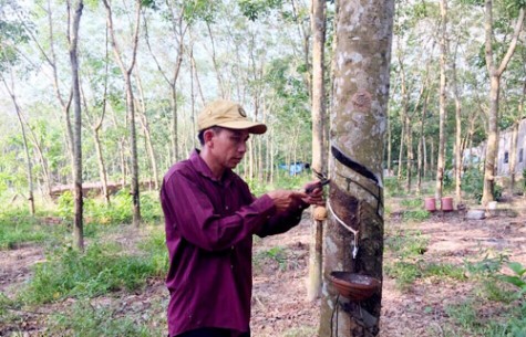 Làm giàu từ mô hình trang trại tổng hợp