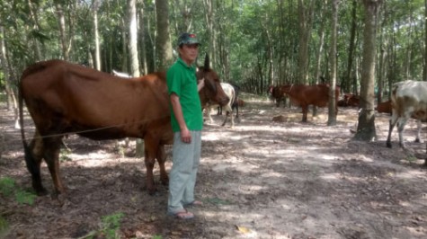 Thu nhập hàng trăm triệu/năm nhờ nuôi trâu bò sinh sản