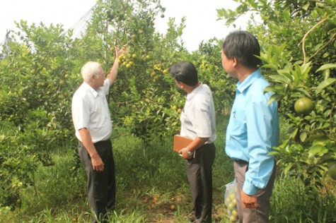 “Lão nông” Chín Phấn