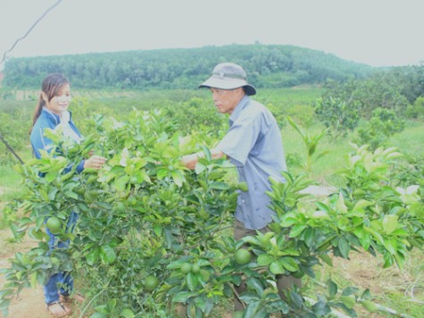 Người thương binh làm kinh tế giỏi