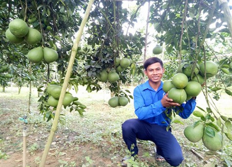 Làm giàu trên mảnh đất quê hương