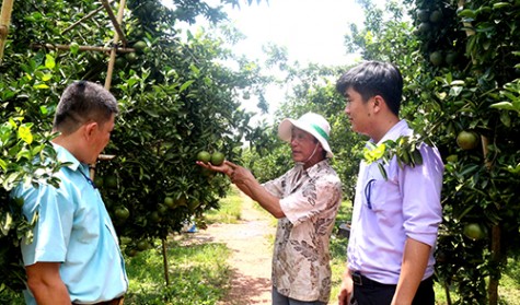 Xây dựng thương hiệu cây có múi Bắc Tân Uyên