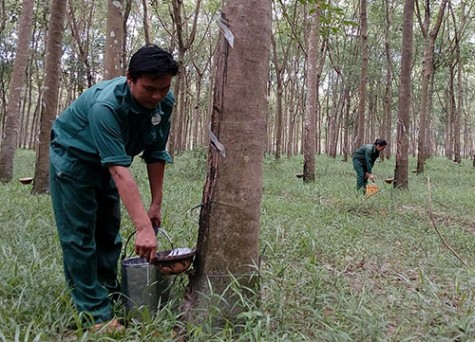 Ước mơ của người thanh niên công nhân cao su