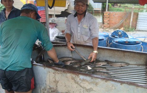 Mưa lớn kéo dài, nhà nông lo