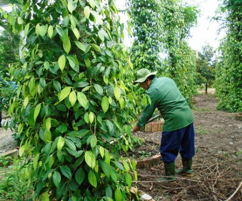 Cựu Chiến binh Vũ Ngọc Đàn (xã Phước Sang, huyện Phú Giáo): Vươn lên bằng nghị lực của người lính