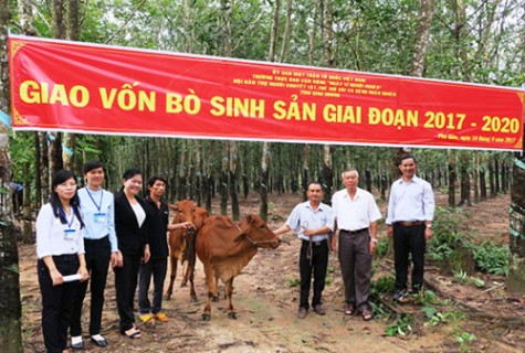 Hiệu quả mô hình “mượn bò gây giống”