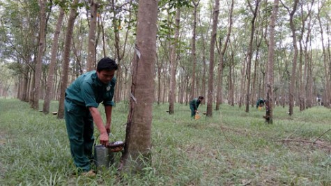 Nông trường Cao su Đoàn Văn Tiến: Một đơn vị tiêu biểu trong sản xuất, kinh doanh