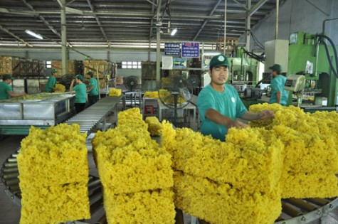 Nguồn thu từ cây cao su vẫn khả quan