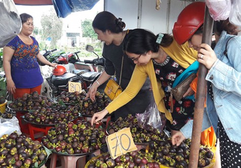 Du lịch sinh thái vườn: Hướng đi mới cho mô hình kinh tế hợp tác