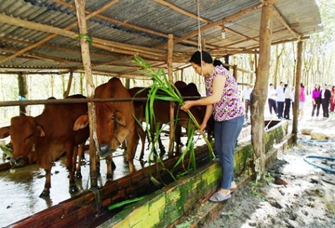 Phú Giáo: Nhiều hộ thoát nghèo