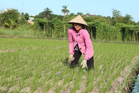 Diện tích trồng kiệu giảm vì thời tiết