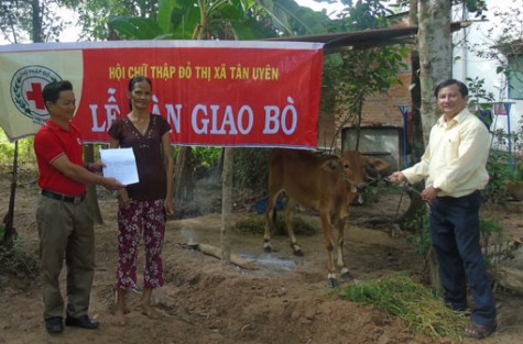 Hội Chữ thập đỏ TX Tân Uyên trao tặng bò sinh sản cho hộ có hoàn cảnh khó khăn