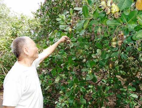 Mưa trái mùa, người trồng điều lo thất thu