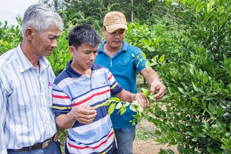 Bắc Tân Uyên: Hiệu quả từ áp dụng khoa học - công nghệ vào nông nghiệp