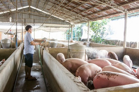 Bàu Bàng: Được công nhận vùng an toàn dịch bệnh động vật