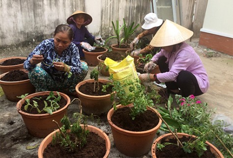 Chung tay bảo vệ cây thuốc nam