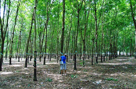 Nông dân Phú Giáo tất bật vào vụ mới