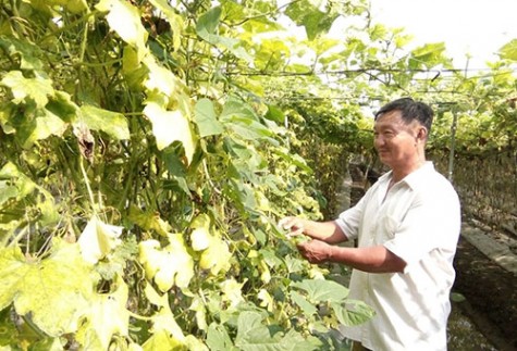 Khá lên từ mô hình chăn nuôi kết hợp trồng trọt