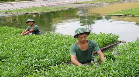 Lữ đoàn 434: Nâng cao chất lượng tăng gia sản xuất