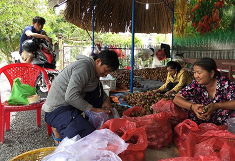 Mùa măng cụt 2018: Được mùa, được giá