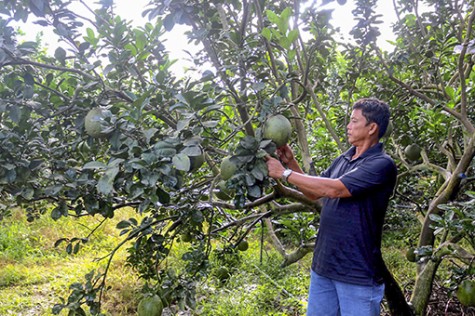 Đậm đà hương bưởi Bạch Đằng, ngọt ngào cam, quýt Bắc Tân Uyên