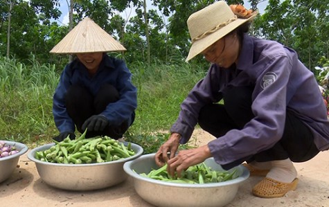 Chuyện làm giàu của cựu chiến binh Hoàng Thị Xuyện