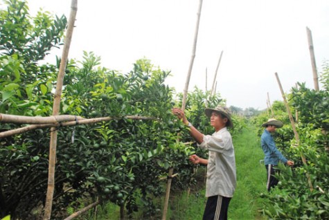 Ông Đỗ Ngọc Huy, Chủ tịch Hội nông dân tỉnh: Xây dựng tổ chức hội vững mạnh, tích cực tham gia phát triển nông nghiệp, xây dựng nông thôn mới, đô thị văn minh…