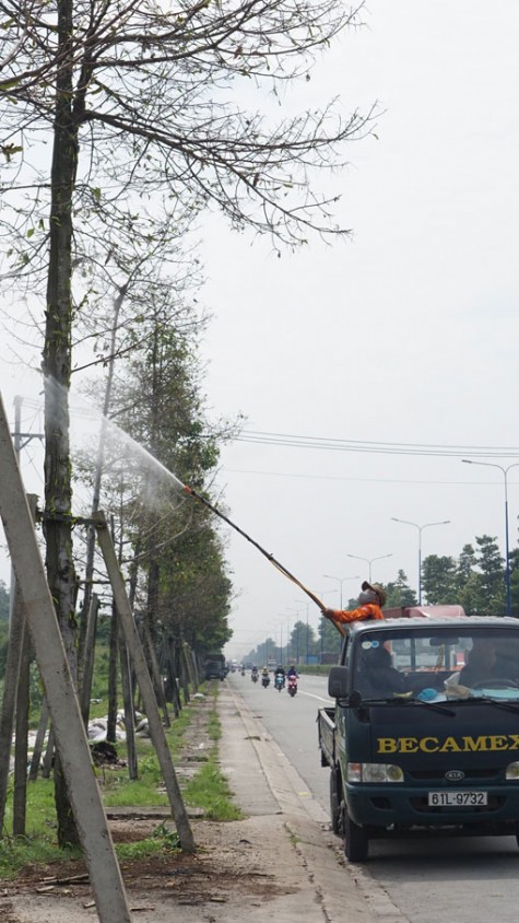 Phun thuốc diệt sâu trên cây xanh ở đường Mỹ Phước - Tân Vạn