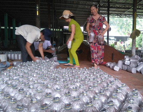 Bà Nguyễn Thị Minh Tấn, chủ trang trại nấm Tấn Hưng: Được bầu chọn là nông dân Việt Nam xuất sắc năm 2018