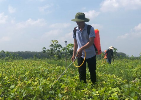 Khởi nghiệp thành công từ cây đơn hồng tính