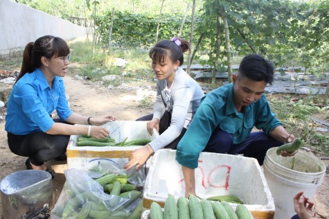 Khởi nghiệp từ mô hình tổ liên kết trồng rau màu