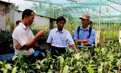 Tái cơ cấu ngành nông nghiệp tỉnh nhà: Hiệu quả rõ rệt