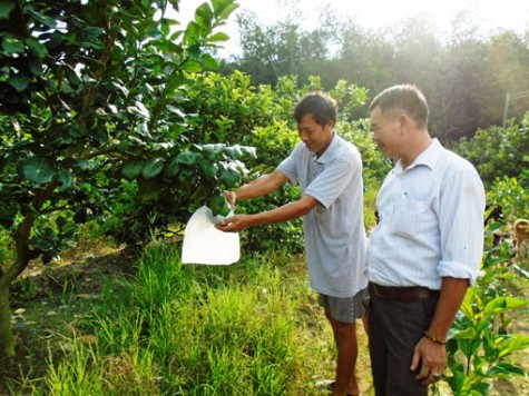 Xã Tân Hiệp, huyện Phú Giáo: Nông dân hăng hái thi đua, vươn lên làm kinh tế giỏi