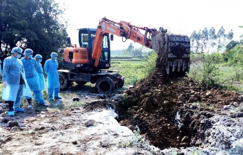 Quảng Ninh lập các chốt liên huyện kiểm soát dịch tả lợn châu Phi