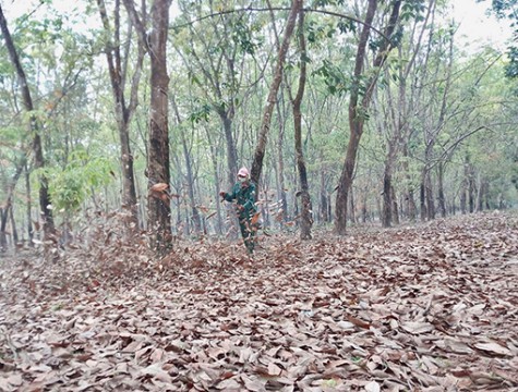 Chủ động phòng chống cháy vườn cao su