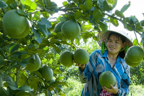 Gỡ khó đầu ra cho nông sản