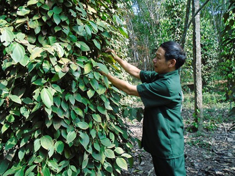 Phát huy phẩm chất “Bộ đội Cụ Hồ”