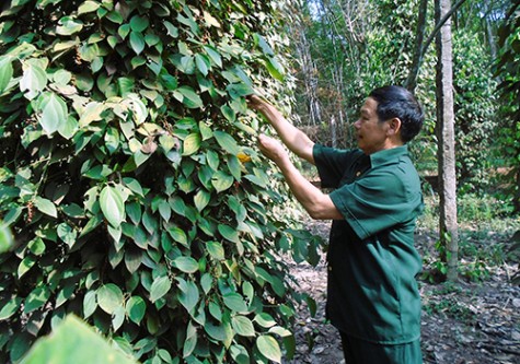 Cựu chiến binh Phú Giáo: Điểm sáng trong phong trào “Cựu chiến binh gương mẫu”