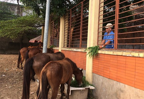 Phường An Phú, TX.Thuận An: Vất vả tìm chủ đàn ngựa thả rong