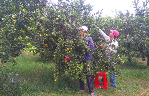 Tái cơ cấu ngành nông nghiệp Dầu Tiếng: Nhiều “nút thắt” cần tháo gỡ