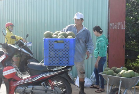 Ổn định đầu ra cho trái bưởi: Cần quan tâm thị trườngtrong nước