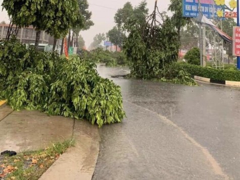 Mưa lớn kèm giông lốc, hàng loạt cây xanh bị gãy đổ