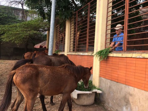 Phường An Phú, Tx.Thuận An: Đã thanh lý đàn ngựa thả rông